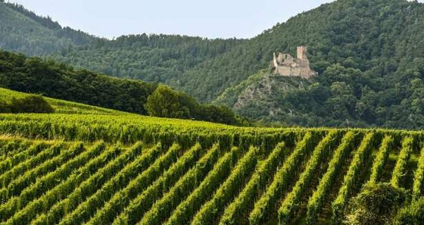 Sur la Route de Vins d'Alsace à l'hôtel la Diligence Obernai